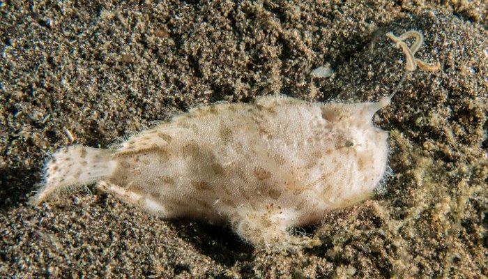 Hairy White Painted Frogfish